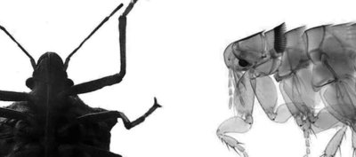 Chinches y pulgas: diferencias