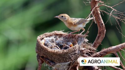 Nidos De P�jaros
