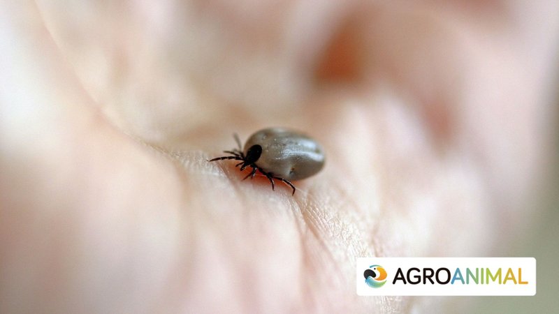 Garrapata en Espa�a