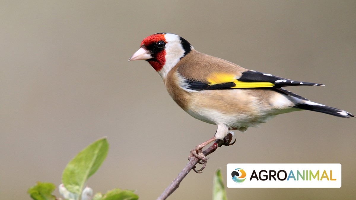 consejos para cuidado de aves