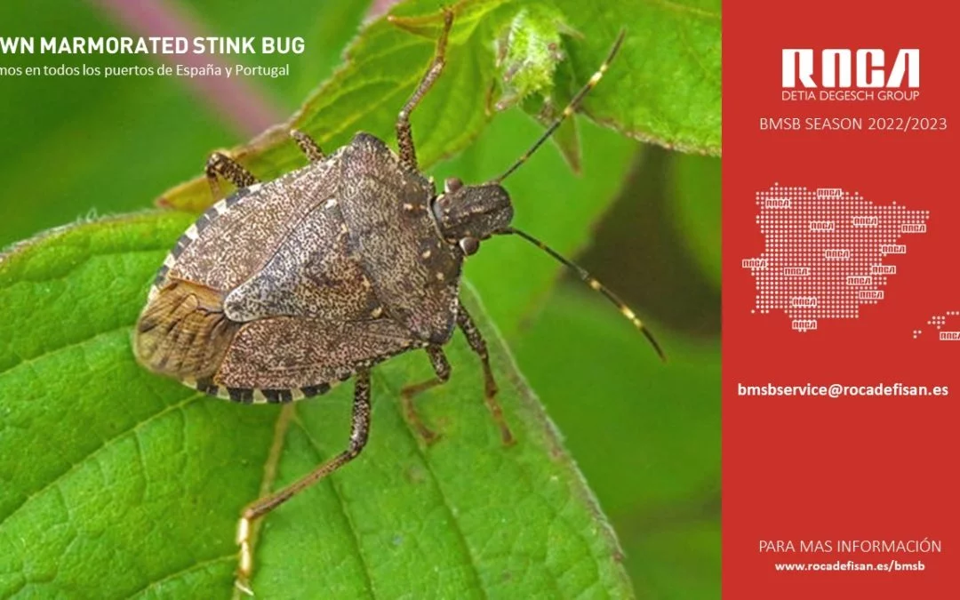 ¿Exportas contenedores a Australia?