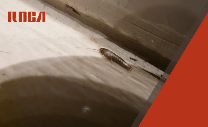 ¿Qué son los pececitos de plata y por qué aparecen en tu hogar o comercio?