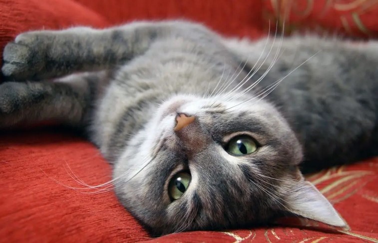 �Qu� debes saber sobre la esterilizaci�n en los gatos?